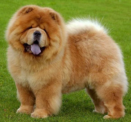 Chow-Chow-dog.jpg