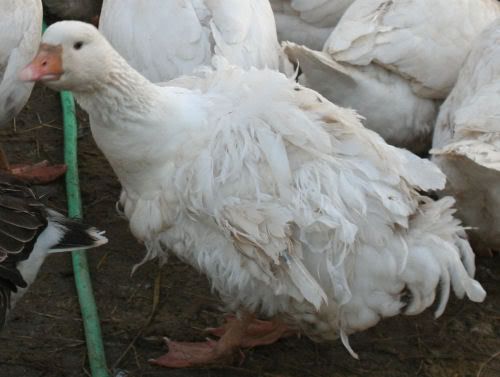 goose9.jpg