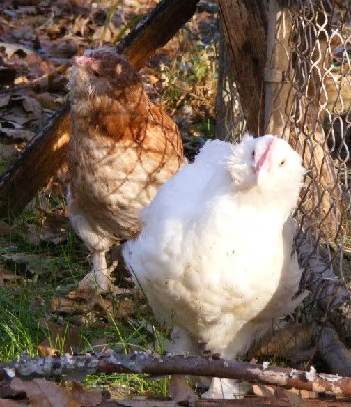 chickens120509009.jpg