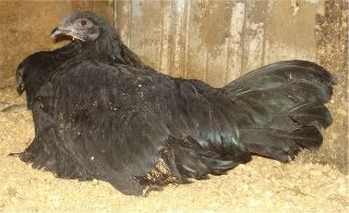 pullets-23wks.jpg