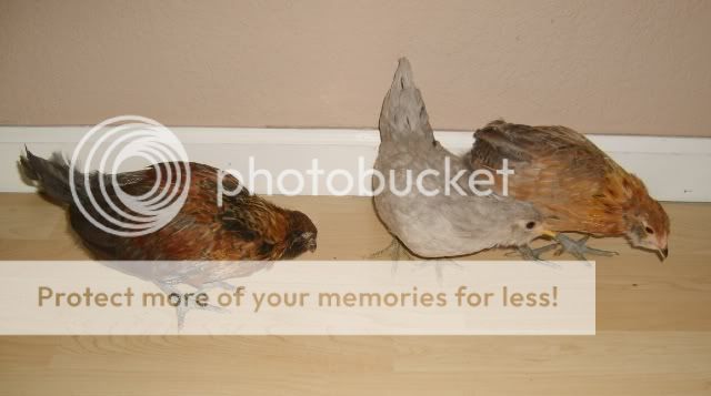 chicksforsale009.jpg