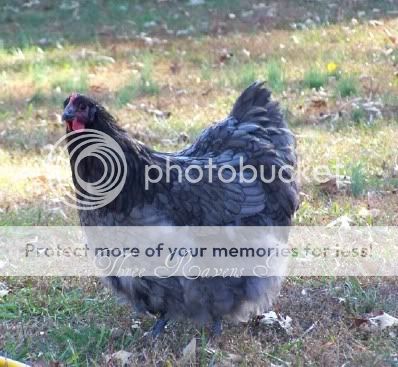 Prudence11-14-2010.jpg