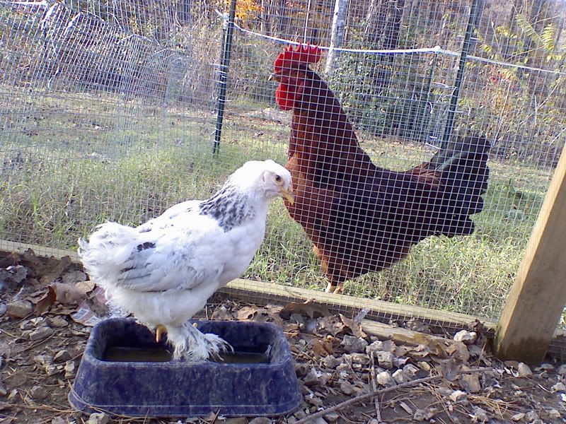 brahma1.jpg