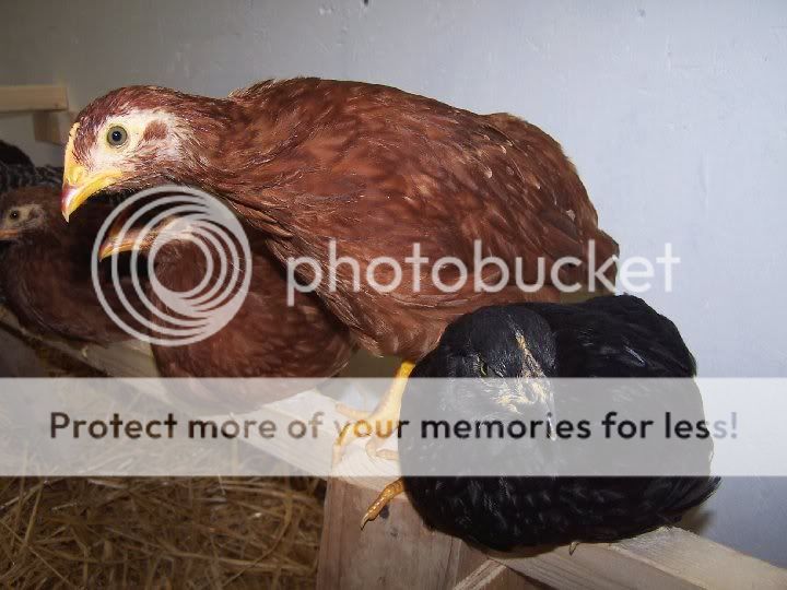 originalchicks.jpg