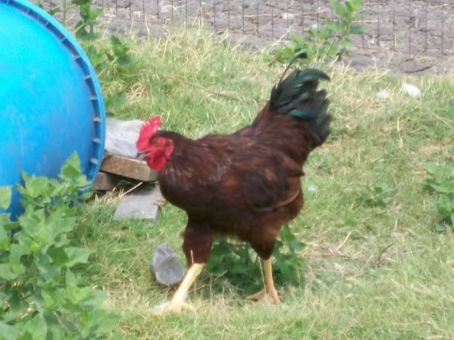 100_0071.jpg