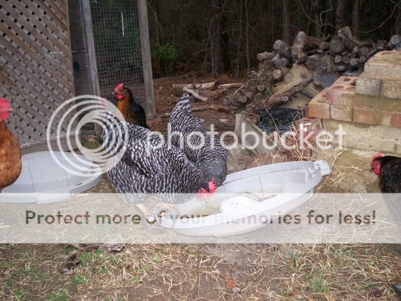 ValentinesDaypictures001.jpg