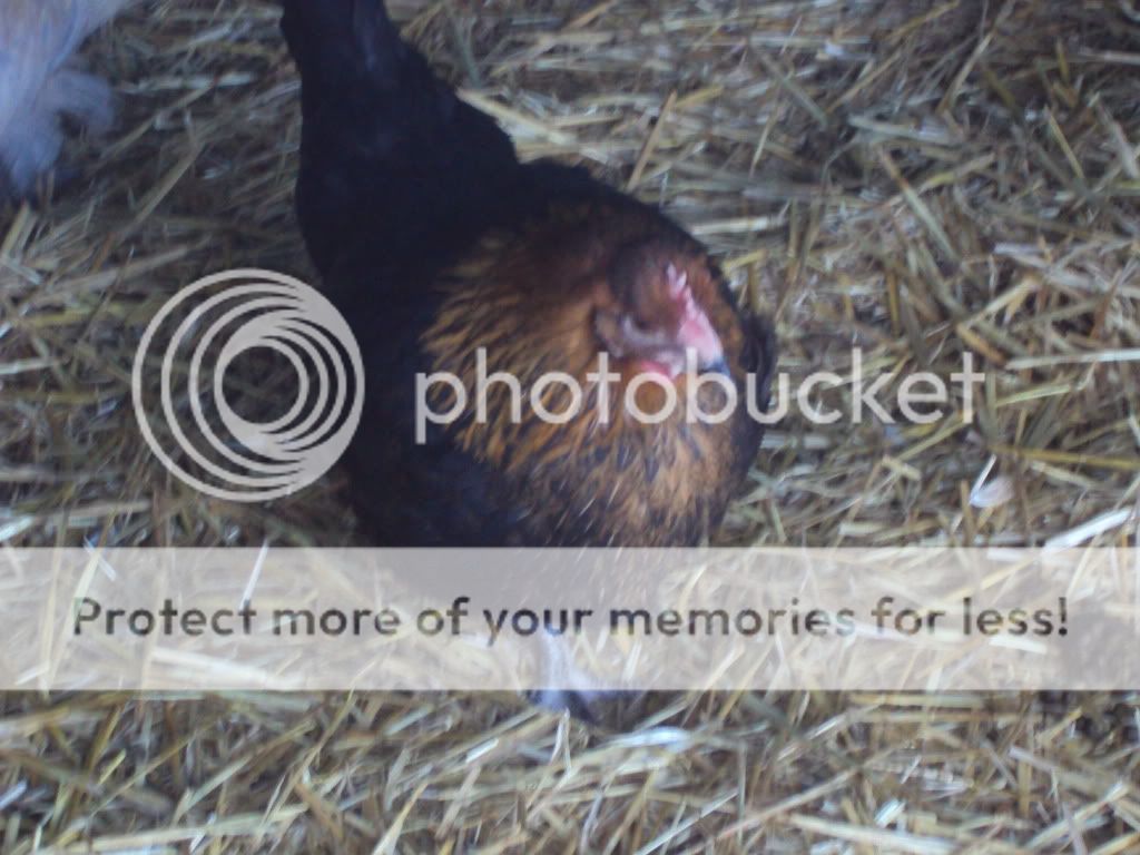 ChickPicks138.jpg