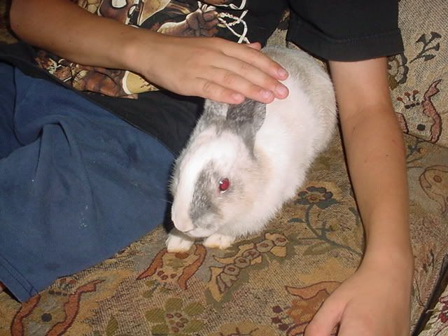 newrabbit2.jpg