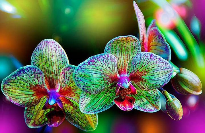 Beautiful-Orchids-6.jpg