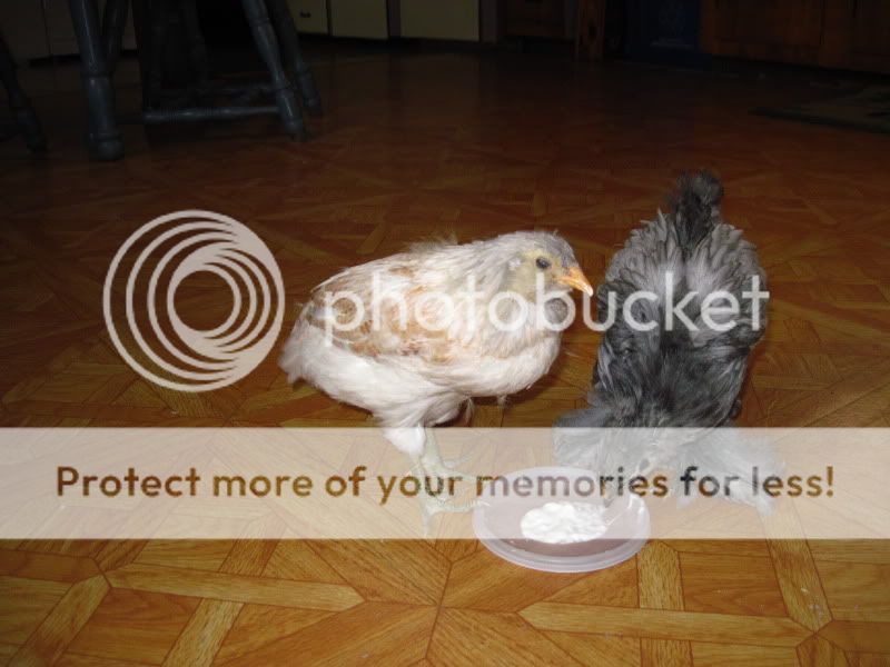 chicksnstuff016-1.jpg