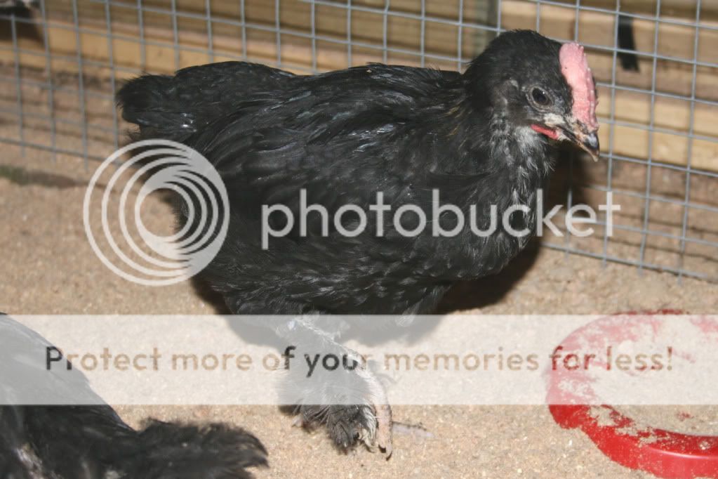 BCM_072709_364_ROO.jpg