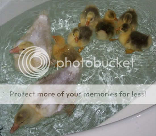 100_6709.jpg