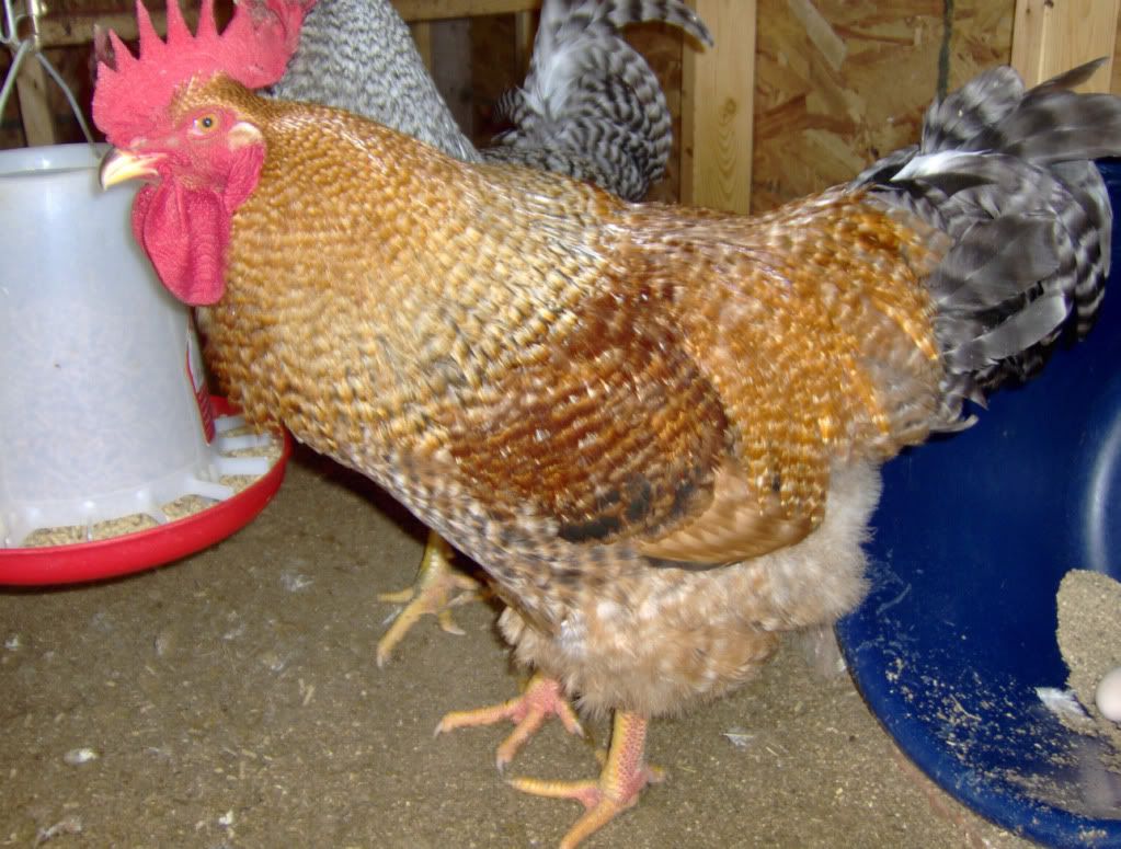 rooster.jpg