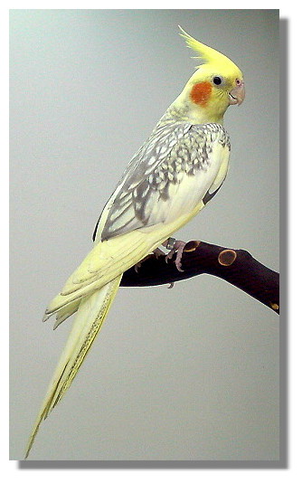 cinnPpd_101201.jpg