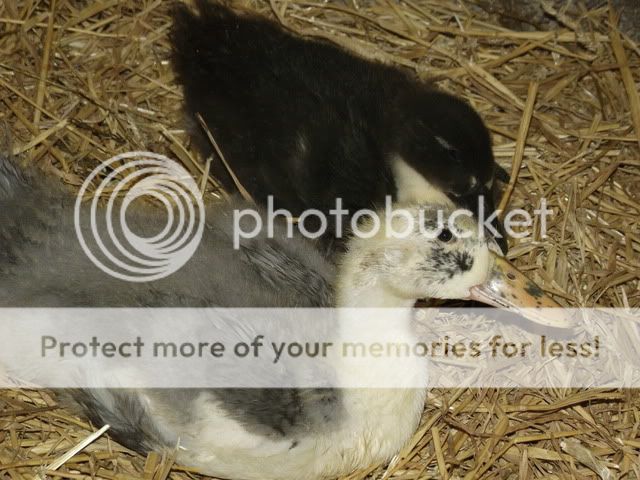 Picture001-5.jpg
