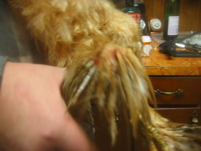 100_0017-1.jpg