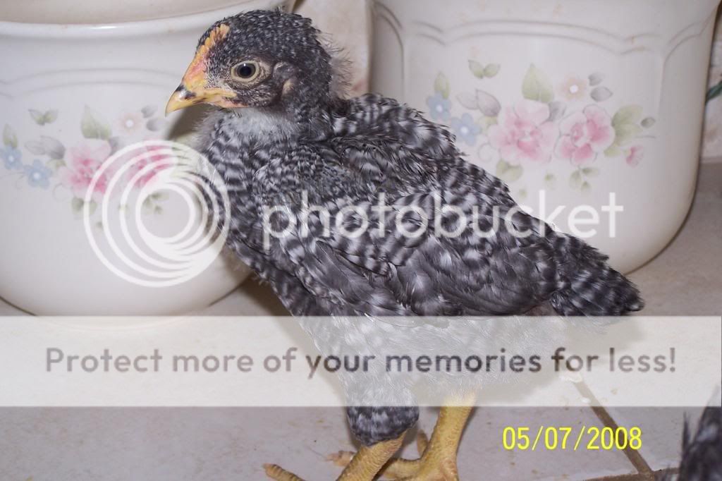100_3747.jpg