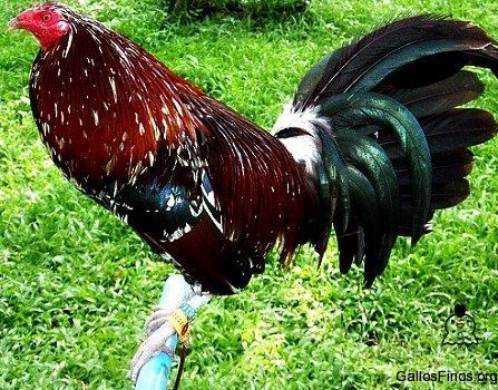 337006725d2808a39fb29e0658f37196--game-fowl-peafowl.jpg