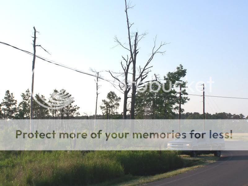 trees12.jpg