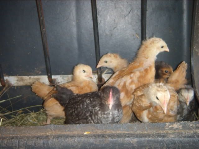 peeps020.jpg