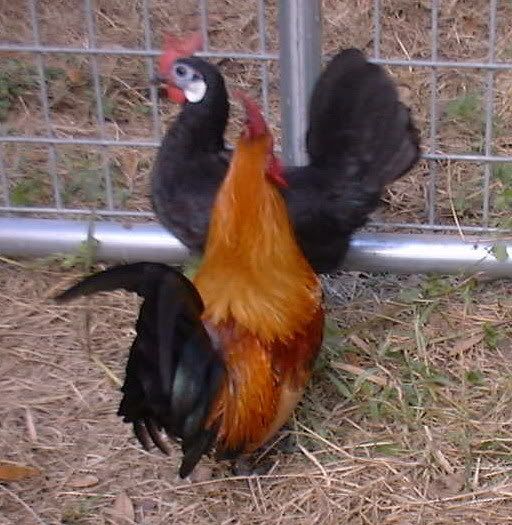 chickens2.jpg
