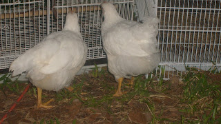 S6306797.JPG