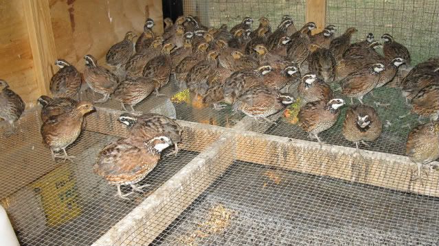 Quail9-21-10003.jpg