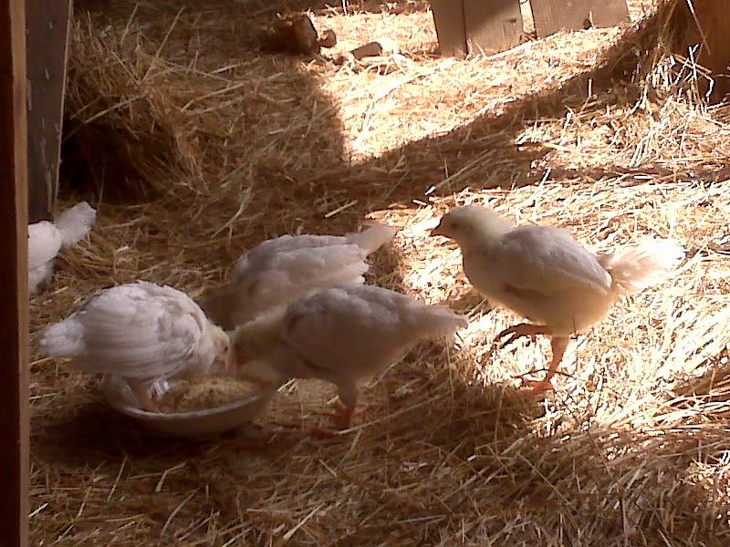 Chicken1-1.jpg