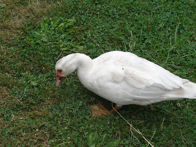 DSC00330.JPG