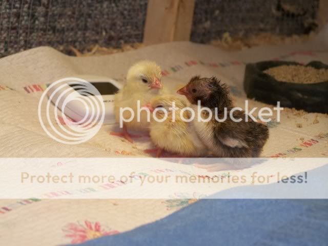 Hatching003.jpg