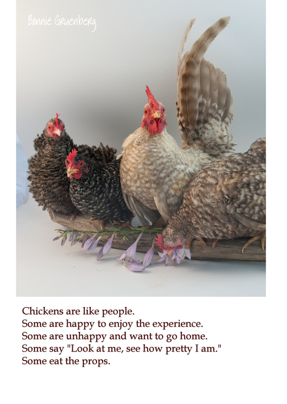 chickens-like-people_1.jpg