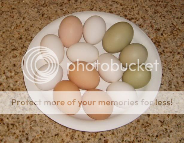 eggs002.jpg