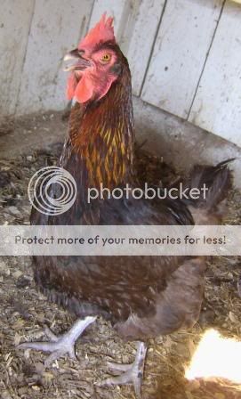 hens1.jpg