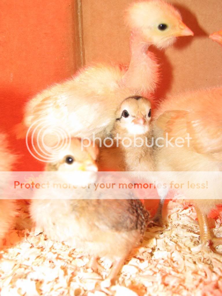 chicksday3021.jpg
