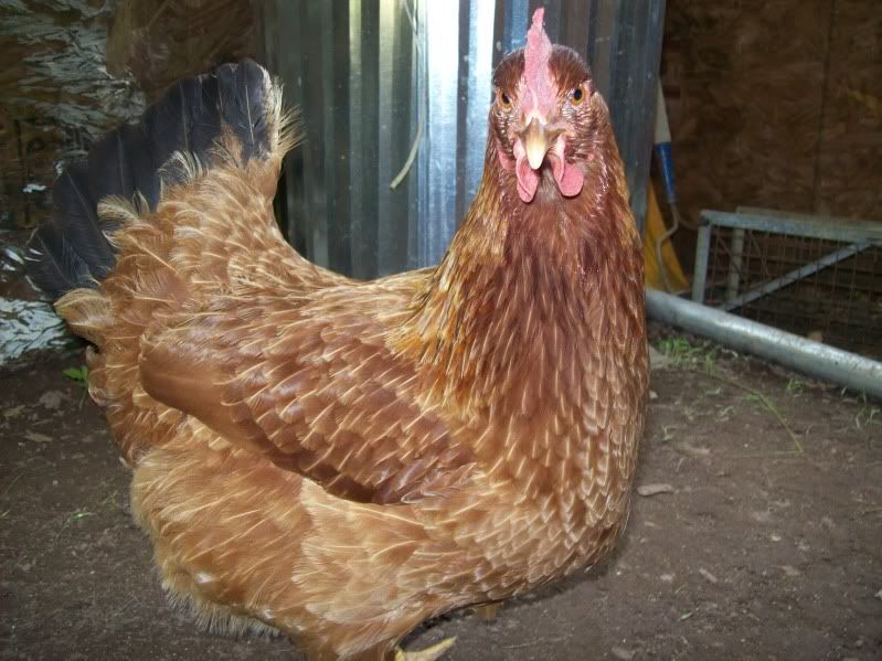 chickens014.jpg