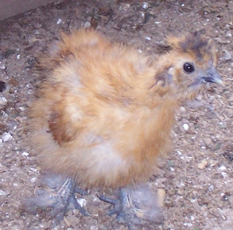 Chick7_edited.jpg