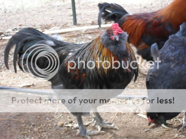 SDC10874.jpg