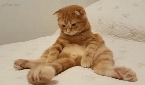tumblr_nzrgikwDcR1uuyy36o1_500.gif