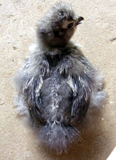 cuckoo019.jpg