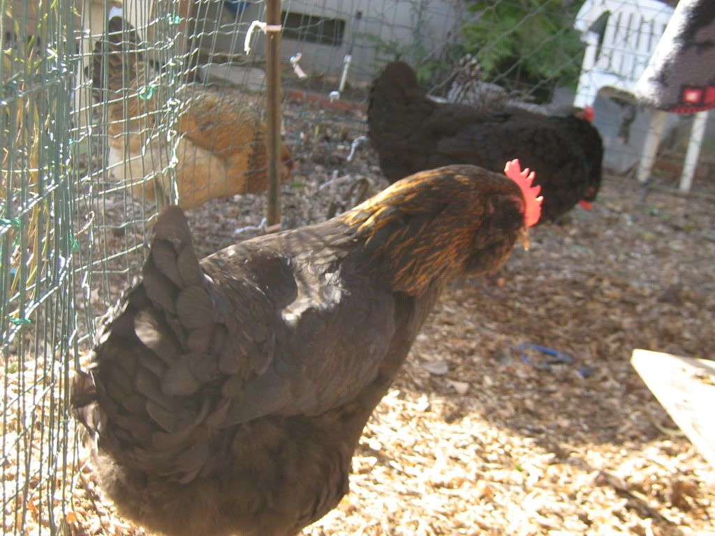 NewChickens028.jpg