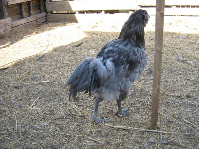 chickenpics2011571.jpg