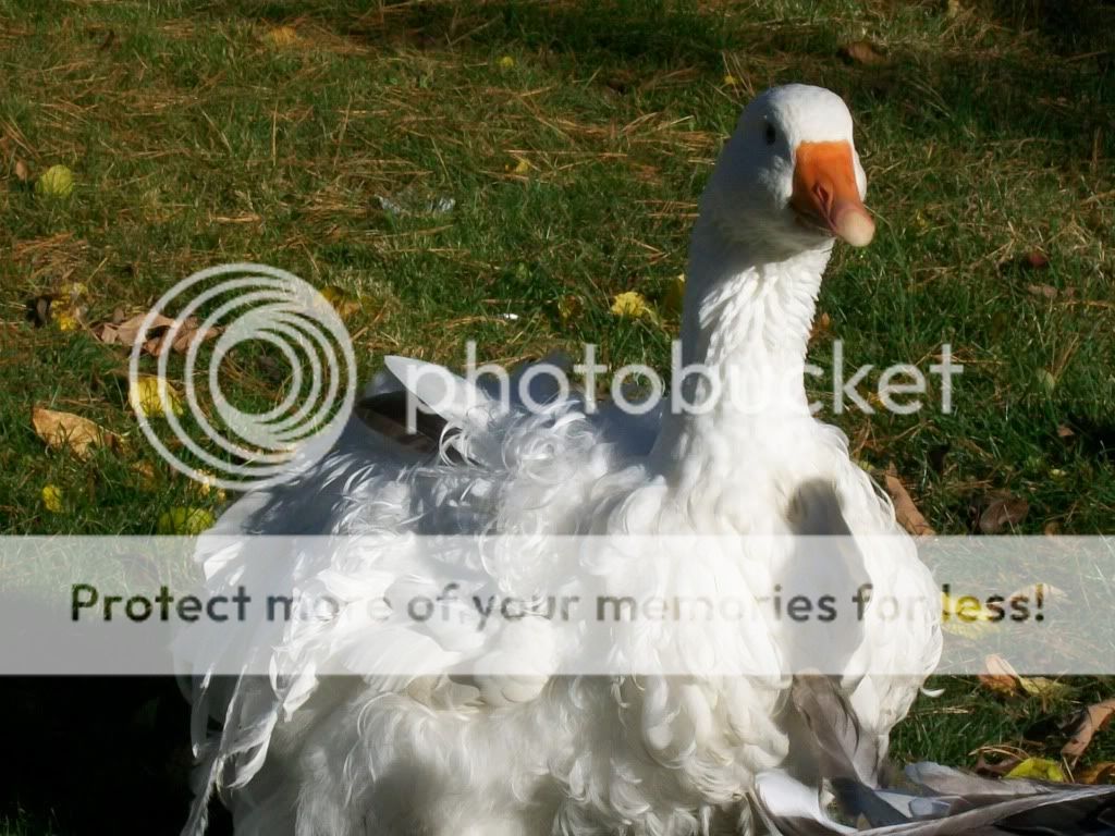 goslings844.jpg