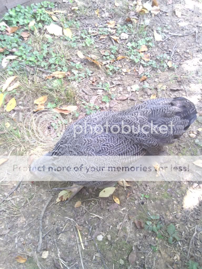 IMG_20130711_132207_zps3a8be7f2.jpg