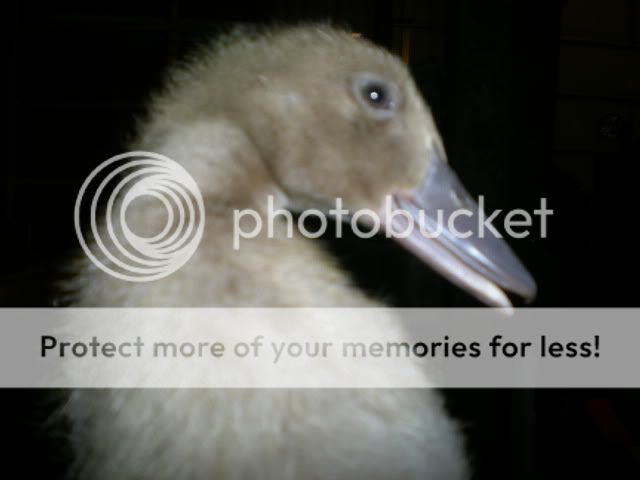 DSCN2829.jpg