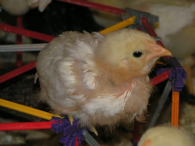 PICT2401.jpg