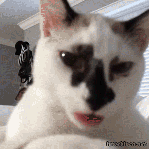 tumblr_n5f413NXs51s9sszto1_400.gif