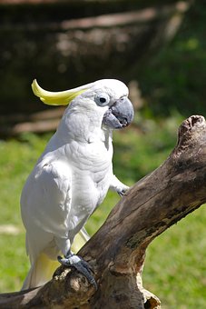 parrot-2482868__340.jpg