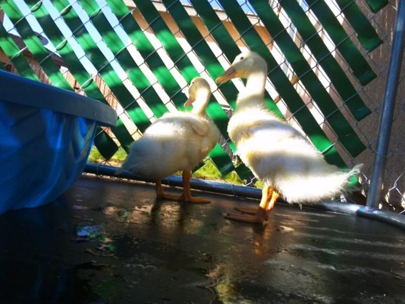 ducklingswantingtoswimsobad.jpg