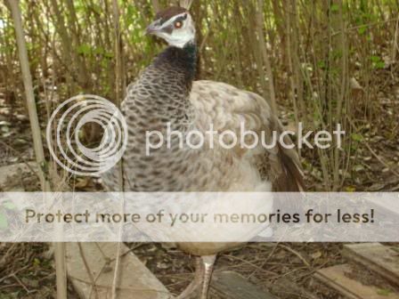 peahen3.jpg