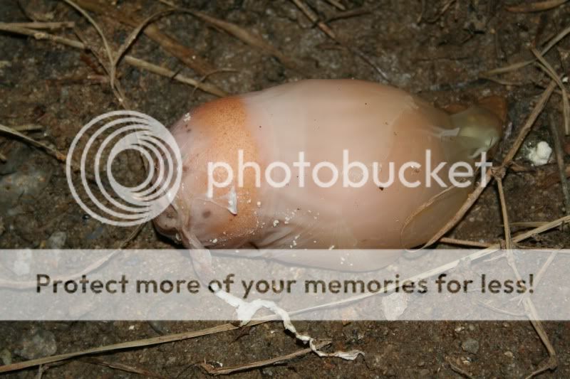 egginegg.jpg